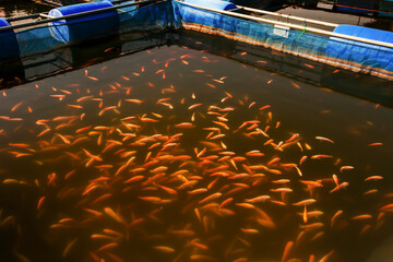 Red Tilapia Fish in cage farming.