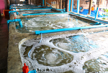Pond shrimp closed system, shrimp farm, prawn farming with with aerator pump oxygenation water,  Fish hatchery pond 