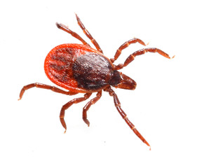 Tick isolated on white background. Dangerous parasite, vehicle of many infections.