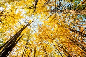 Autumn yellow ginkgo tree forest at Bukhansan mountain park in Seoul, Korea