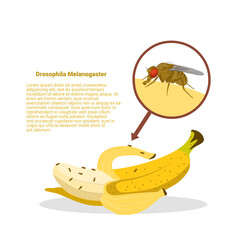 Vector illustration, Fruit fly or vinegar fly (Drosophila melanogaster) on the surface of a banana fruit, with text sample.