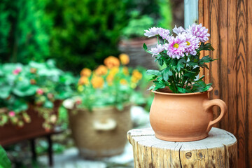 Chrysanthemum in terracotta flower pot at tree stump. Flowers decoration in ornamental garden