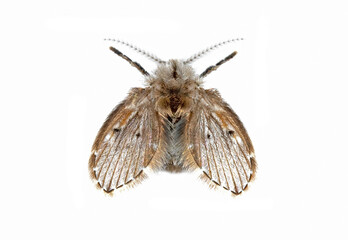 Macro Photo of Drain Fly Isolated on White Background