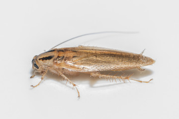German roach macro white background(Blatella germanica)