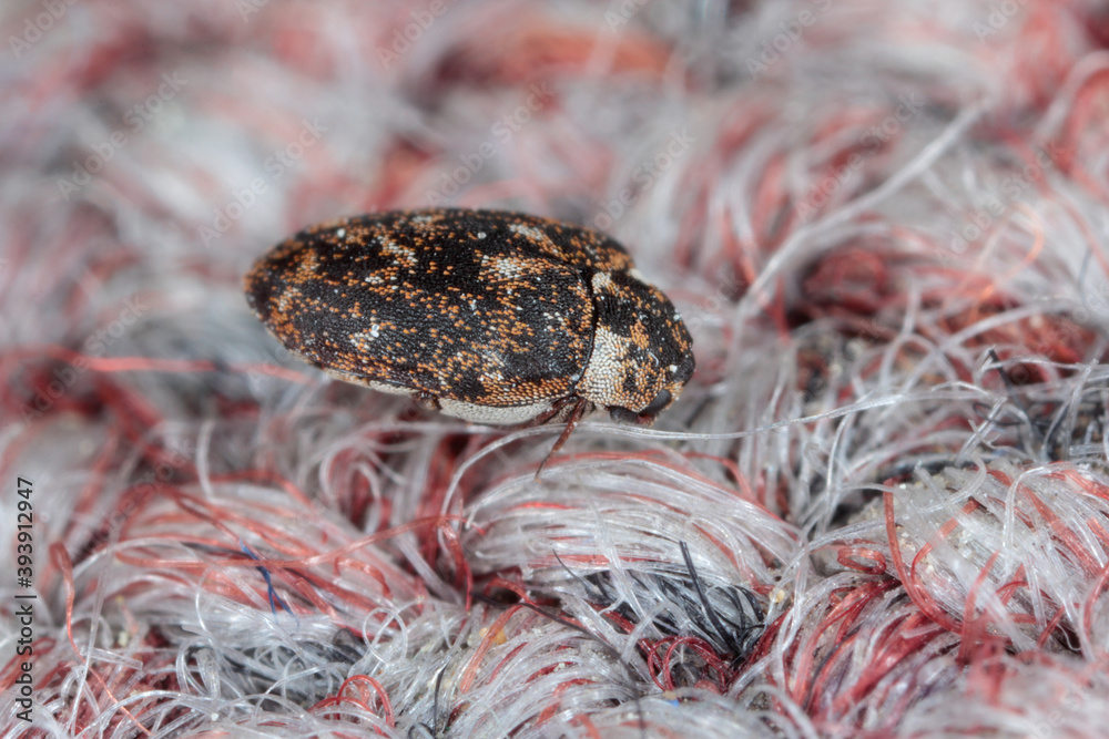 Carpet beetle Anthrenus (Dermestidae). It's a common pest in homes.