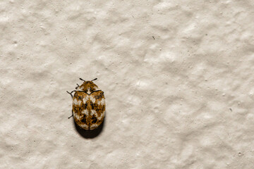 Varied Carpet Beetle - Anthrenus verbasci