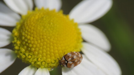 Anthrenus verbasci