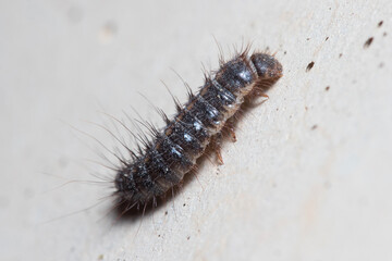 Anthrenus verbasci larvae climbs a concrete wall on a sunny day