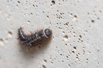 Anthrenus verbasci larvae climbs a concrete wall on a sunny day