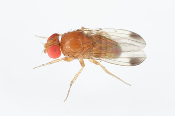 Drosophila suzuki - commonly called the spotted wing drosophila or SWD. It is a fruit fly a major pest species of many kind of fruits in America and Europe. Adult insect on a white background.