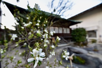 日本の福岡の櫛田神社の梅と桜