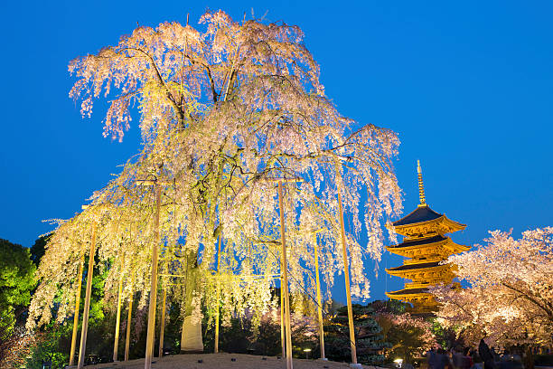 -ji の塔に桜の木。 - 神社 ストックフォトと画像