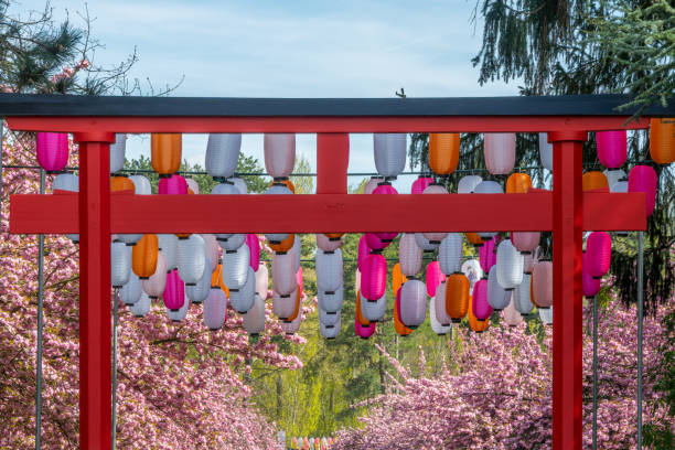 桜、春の花見祭り、フランスのパリ近郊のソー公園での赤い鳥居と提灯 - あかい鳥居 ストックフォトと画像