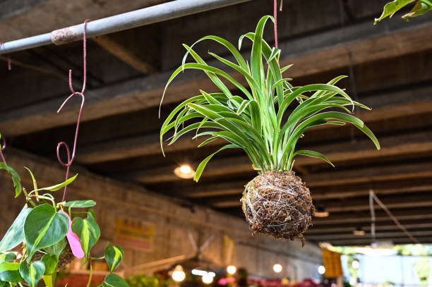 花市場の苔玉。 - 苔と苔玉と盆栽 ストックフォトと画像