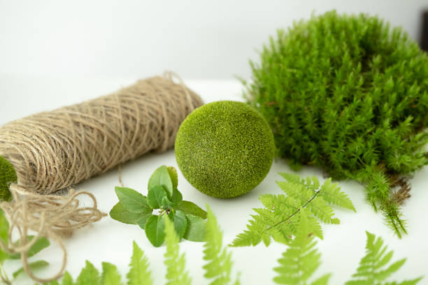 process of making kokedama. ball of earth covered with moss with planted plant. - 苔玉 ストックフォトと画像